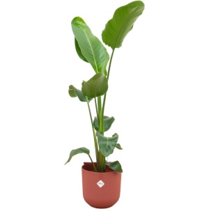 Green Bubble - Strelitzia Nicolai inclusief elho Jazz Round tuscan red ⌀23 - 130 cm