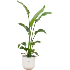 Green Bubble - Strelitzia Nicolai inclusief elho Jazz Round wit ⌀23 - 130 cm