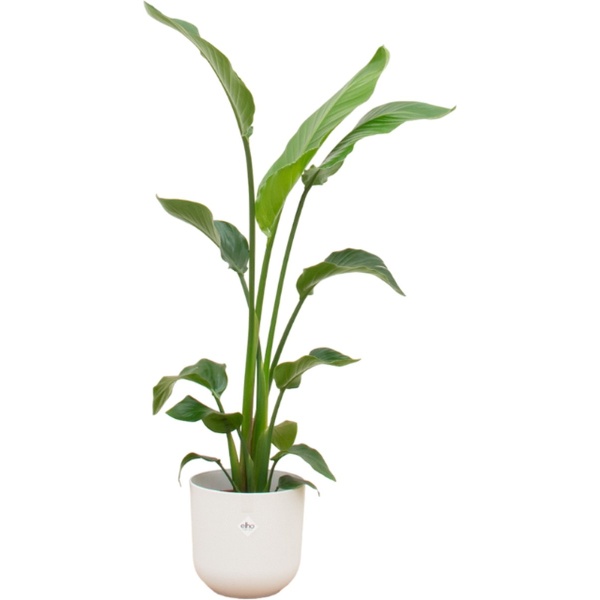 Green Bubble - Strelitzia Nicolai inclusief elho Jazz Round wit ⌀23 - 130 cm