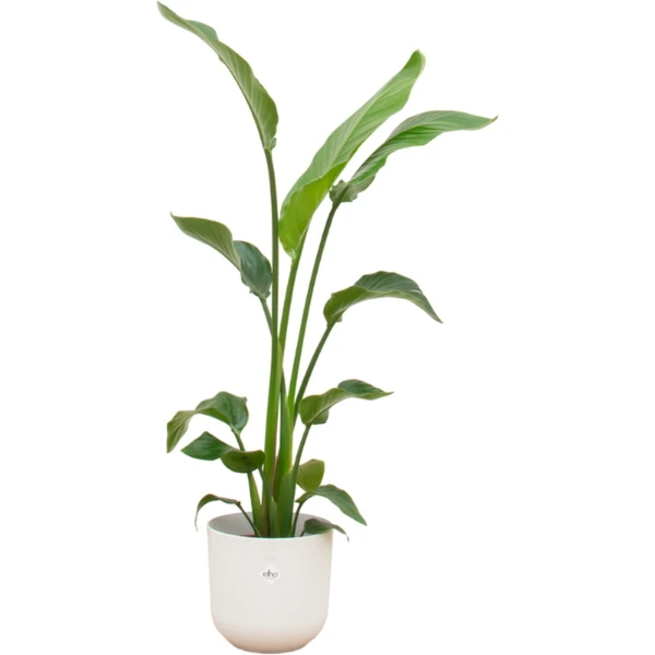 Green Bubble - Strelitzia Nicolai inclusief elho Jazz Round wit ⌀23 - 130 cm
