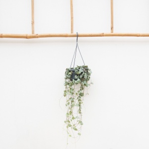 Hangplant Ceropegia Linearis 'Woodii' - 45cm
