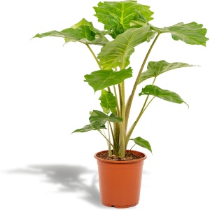 Hello Plants Alocasia Portodora Olifantsoor - ⌀ 21 cm - Hoogte: 80 cm