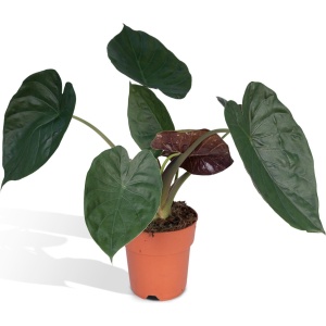 Hello Plants Alocasia Wentii Olifantsoor - ⌀ 19 cm - Hoogte: 70 cm