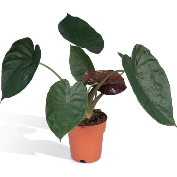 Hello Plants Alocasia Wentii Olifantsoor - ⌀ 19 cm - Hoogte: 70 cm