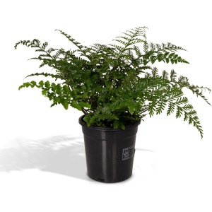 Hello Plants Asplenium Parvati Sierasperge - ⌀ 17 cm - Hoogte: 30 cm - Varen Kamerplant