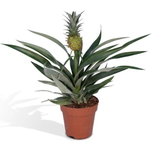 Hello Plants Bromelia Ananasplant - ⌀ 12 cm - Hoogte: 30 cm - Kamerplant