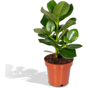 Hello Plants Clusia Princess Handtekeningboom - ⌀ 12 cm - Hoogte: 15 cm - Kamerplant