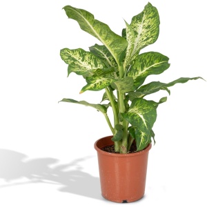 Hello Plants Dieffenbachia Mars Kamerplant - ⌀ 17 cm - Hoogte: 50 cm - Dief van Bagdad