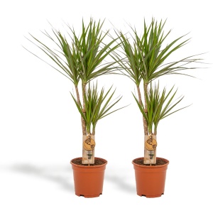 Hello Plants Dracaena Marginata Drakenbloedboom - 2 Stuks - ⌀ 17 cm Pot - Hoogte: 90 cm