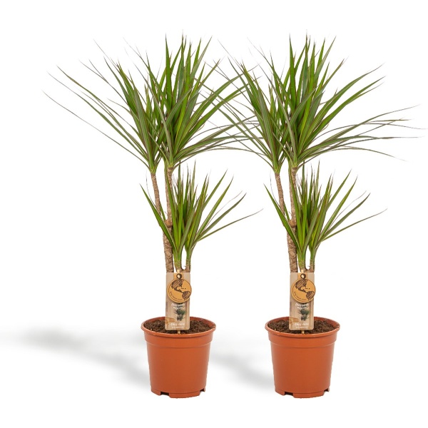 Hello Plants Dracaena Marginata Drakenbloedboom - 2 Stuks - ⌀ 17 cm Pot - Hoogte: 90 cm