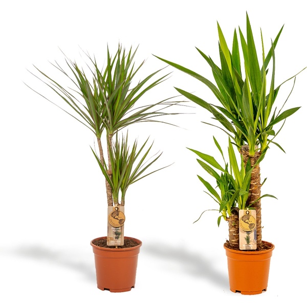 Hello Plants Dracaena Marginata & Yucca Palmlelie - ⌀ 17 cm - Hoogte: 70 & 90 cm - Palm Kamerpalm