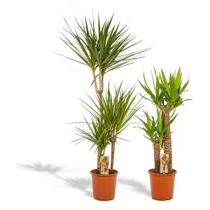 Hello Plants Dracaena Marginata & Yucca Palmlelie - ⌀ 21 cm - Hoogte: 120 & 100 cm - Palm Kamerpalm