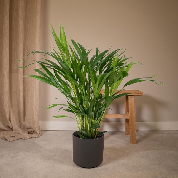 Hello Plants Dypsis Lutescens - ⌀ 17 cm - Hoogte: 60 cm - Areca Palm Kamerpalm