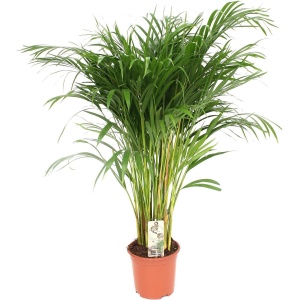Hello Plants Dypsis Lutescens - ⌀ 24 cm - Hoogte: 120 cm - Areca Palm Kamerpalm