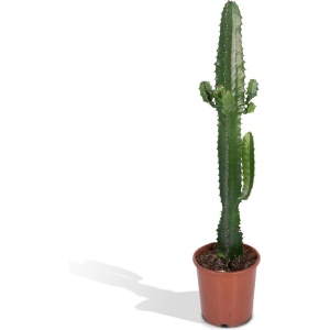 Hello Plants Euphorbia Acruensis Wolfsmelk - ⌀ 17 cm - Hoogte: 50 cm - Cactus Cowboycactus