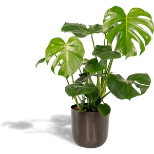 Hello Plants Monstera Deliciosa Gatenplant in Pot Mayk Lead - ⌀ 21 cm - Hoogte: 80 cm - Kamerplant