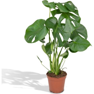 Hello Plants Monstera Deliciosa Gatenplant - ⌀ 17 cm - Hoogte: 55 cm - Kamerplant