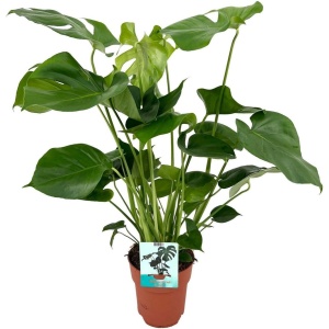 Hello Plants Monstera Deliciosa Gatenplant - ⌀ 19 cm - Hoogte: 60 cm - Kamerplant