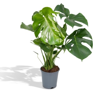 Hello Plants Monstera Deliciosa Gatenplant - ⌀ 21 cm - Hoogte: 65 cm - Kamerplant