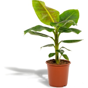 Hello Plants Musa Dwarf Cavendish Bananenplant - ⌀ 21 cm - Hoogte: 90 cm - Kamerplant