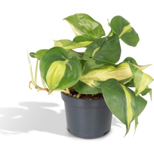 Hello Plants Philodendron Scandens Brasil Kamerplant - ⌀ 12 cm - Hoogte: 15 cm