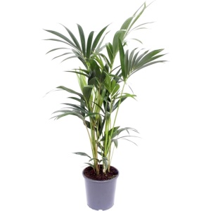 Howea Forsteriana - ⌀21cm - 120cm