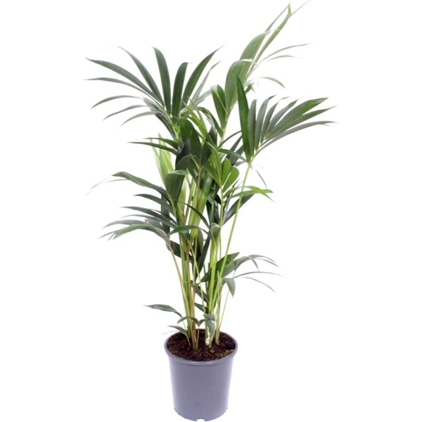 Howea Forsteriana - ⌀21cm - 120cm