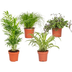 Huisdiervriendelijk Mix - Met Cyperus, Chlorophytum, Chamaedorea & Callisia - Set van 4 - Kamerplant - Plant voor binnen - ⌀12 cm