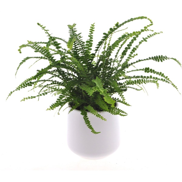 Intenz | Varen | Asplenium | 30cm | Nestvaren | Duffi | keramieken pot 12cm | Jungle