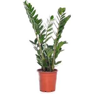 KAMERPLANT ZAMIOCULCAS ZAMIIFOLIA M ''ZAMIO'' POTMAAT 15CM