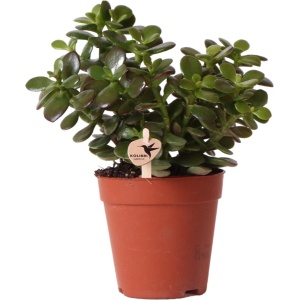 Kolibri Greens | Groene plant - Succulent Crassula Minor - potmaat ⌀9cm - groene kamerplant - vers van de kweker -