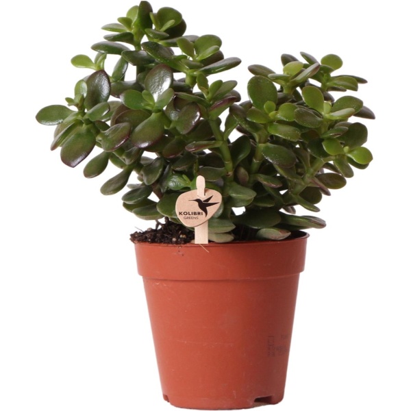 Kolibri Greens | Groene plant - Succulent Crassula Minor - potmaat ⌀9cm - groene kamerplant - vers van de kweker -