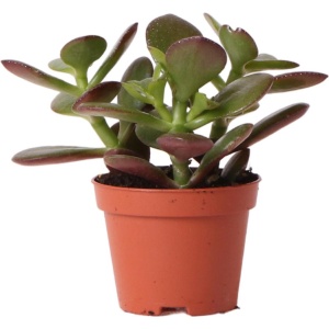Kolibri Greens | Groene plant - Succulent Crassula Ovata - potmaat ⌀6cm - groene kamerplant - vers van de kweker
