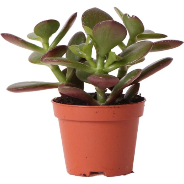 Kolibri Greens | Groene plant - Succulent Crassula Ovata - potmaat ⌀6cm - groene kamerplant - vers van de kweker