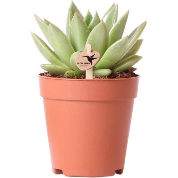 Kolibri Greens | Groene plant - Succulent Echeveria Miranda - groene kamerplant - vers van de kweker - ⌀9cm -