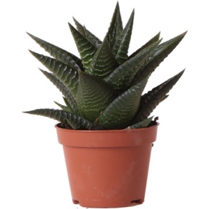 Kolibri Greens | Groene plant - Succulent Haworthia Limifolia - potmaat ⌀6cm - groene kamerplant - vers van de kweker -
