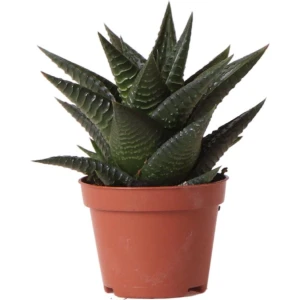 Kolibri Greens | Groene plant - Succulent Haworthia Limifolia - potmaat ⌀6cm - groene kamerplant - vers van de kweker -