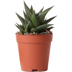 Kolibri Greens | Groene plant - Succulent Haworthia Limifolia - potmaat ⌀9cm - groene kamerplant - vers van de kweker -