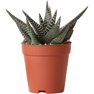 Kolibri Greens | Groene plant - Succulent Haworthia Royal Highnness - potmaat ⌀9cm - groene kamerplant - vers van de kweker -