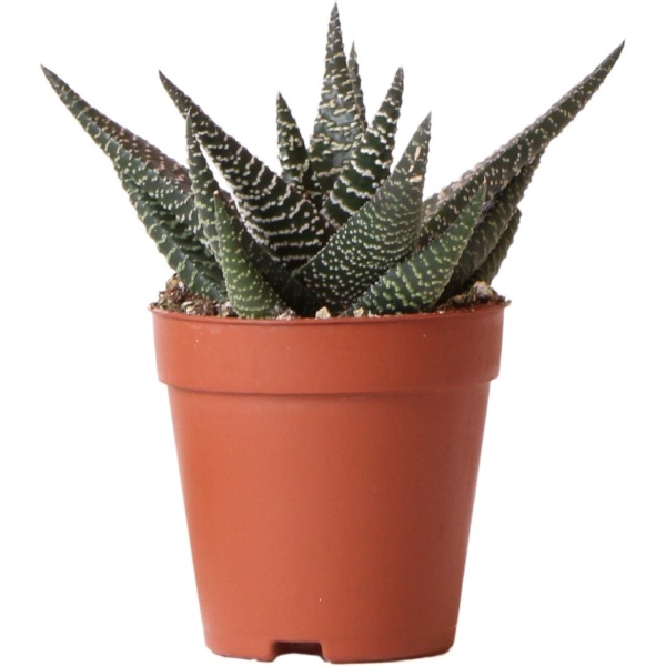 Kolibri Greens | Groene plant - Succulent Haworthia Royal Highnness - potmaat ⌀9cm - groene kamerplant - vers van de kweker -