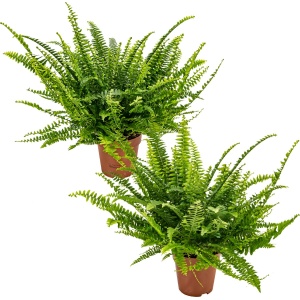 Krulvaren | Nephrolepis per 2 stuks - Luchtzuiverende kamerplant in kwekerspot ⌀12 cm - 20-30 cm