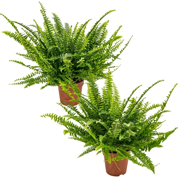 Krulvaren | Nephrolepis per 2 stuks - Luchtzuiverende kamerplant in kwekerspot ⌀12 cm - 20-30 cm