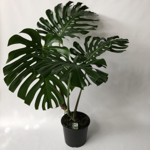 Monstera Deliciosa