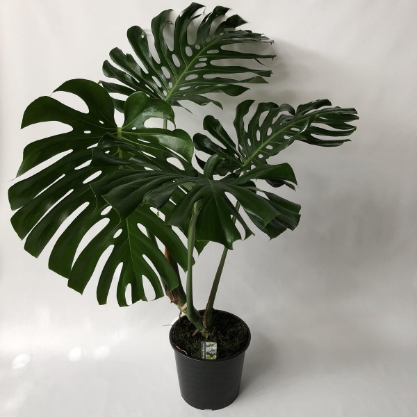 Monstera Deliciosa