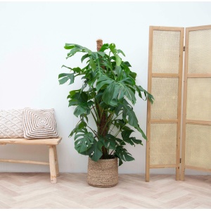 Monstera Deliciosa XXL - 150cm