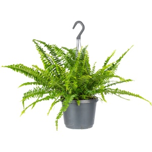 Nephrolepis 'Green Lady' | Krulvaren in hangpot per stuk - Kamerplant ⌀17 cm - 20 cm