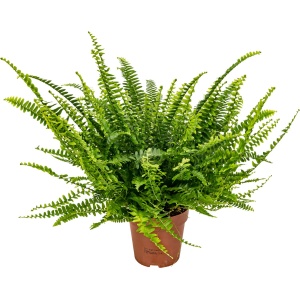 Nephrolepis - Krulvaren - Kamerplant - Luchtzuiverende plant voor binnen - ⌀12 cm - 20-30 cm