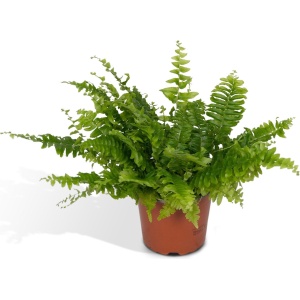 Nephrolepis krulvaren - 30cm - ⌀12
