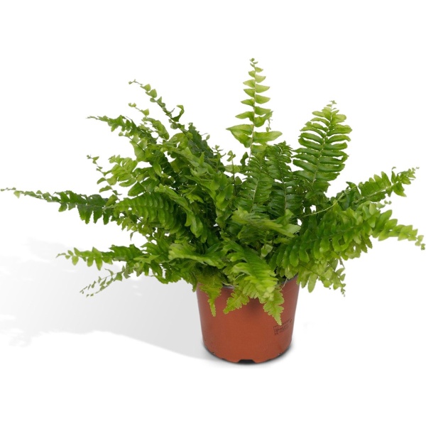 Nephrolepis krulvaren - 30cm - ⌀12