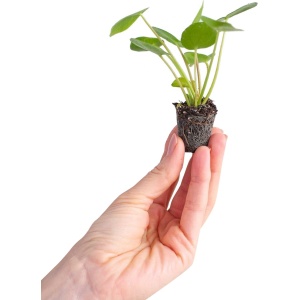 PLNTS - Baby Pilea Peperomioides Pannenkoekenplant (Pannenkoekenplant) - Kamerplant - Stekplantje 2 cm - hoogte 15 cm